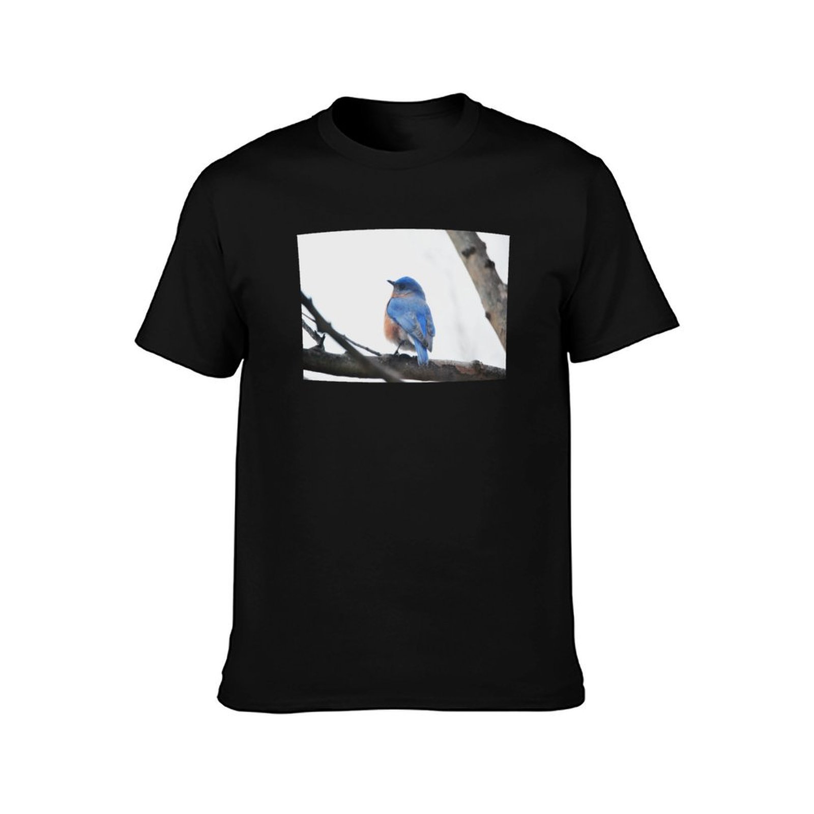 Mannelijke Eastern Bluebird T- - Photography Training recensie en prijs